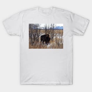 Colorado Buffalo T-Shirt